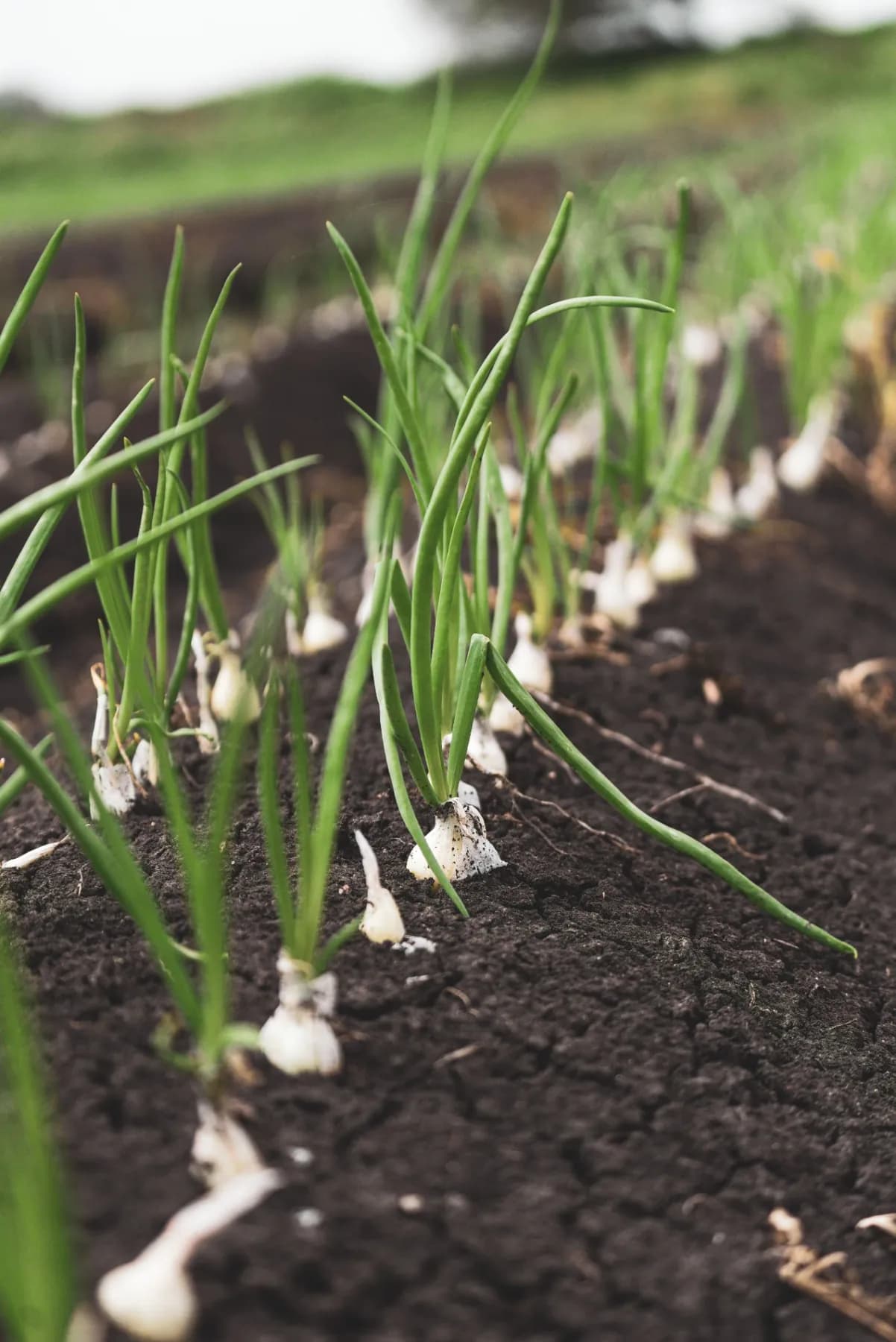 A row of young onion plants with green leaves and small white bulbs in dark soil