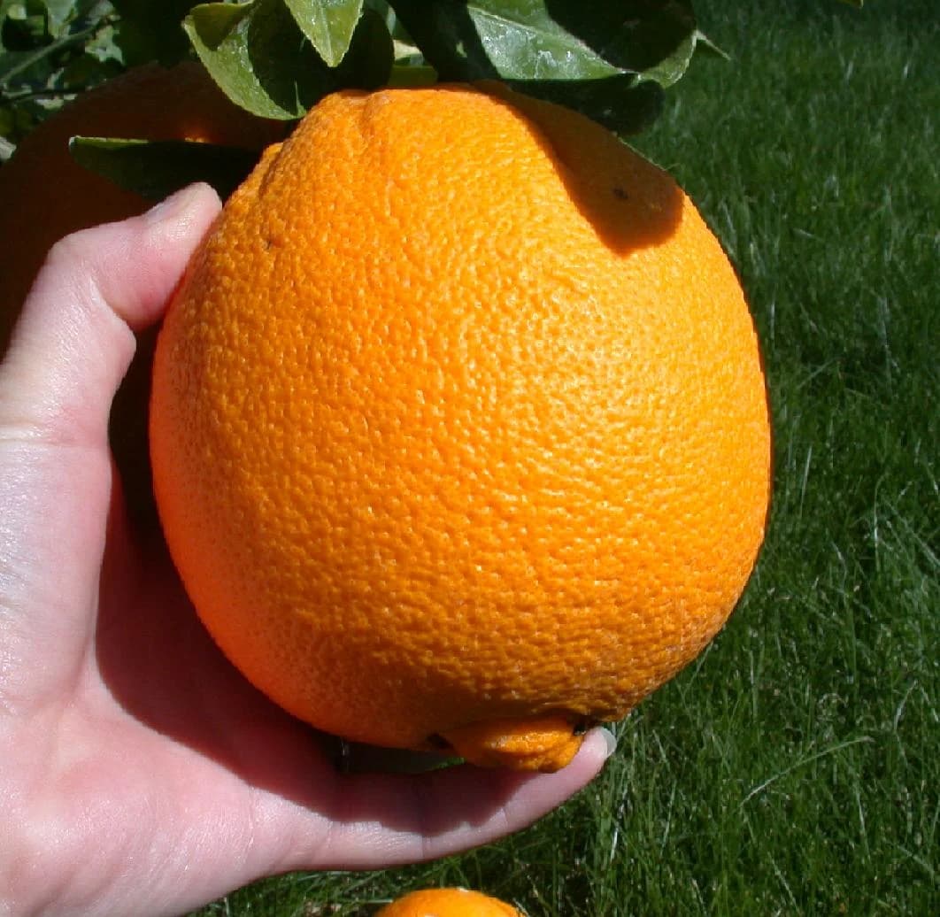 A hand supporting an orange among the tree leaves