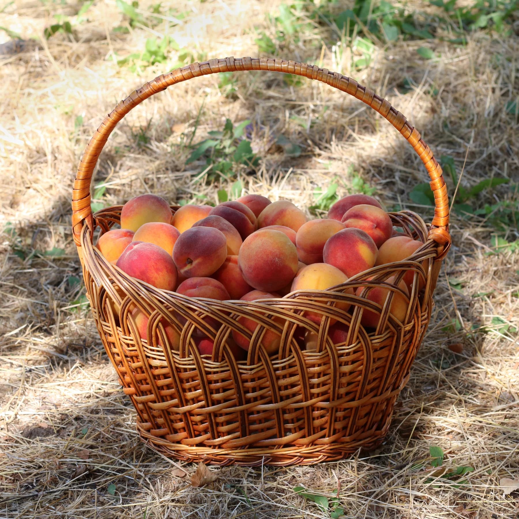 Harvested yellow and red peaches in a wicker basket