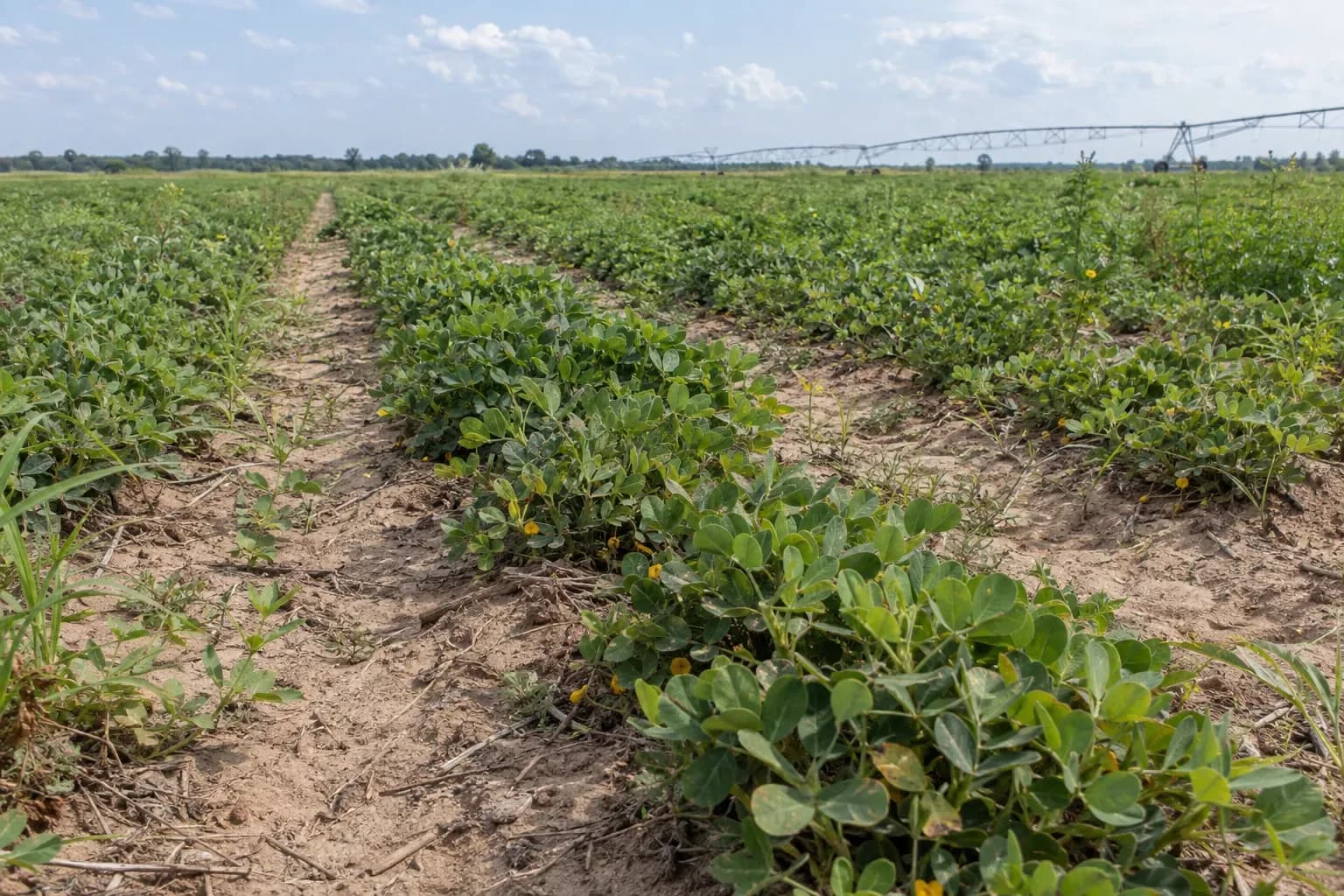 Peanut plants flowering across an irrigated field