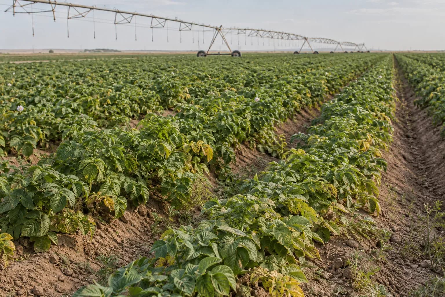Ridged potato field with a center-pivot irrigation system
