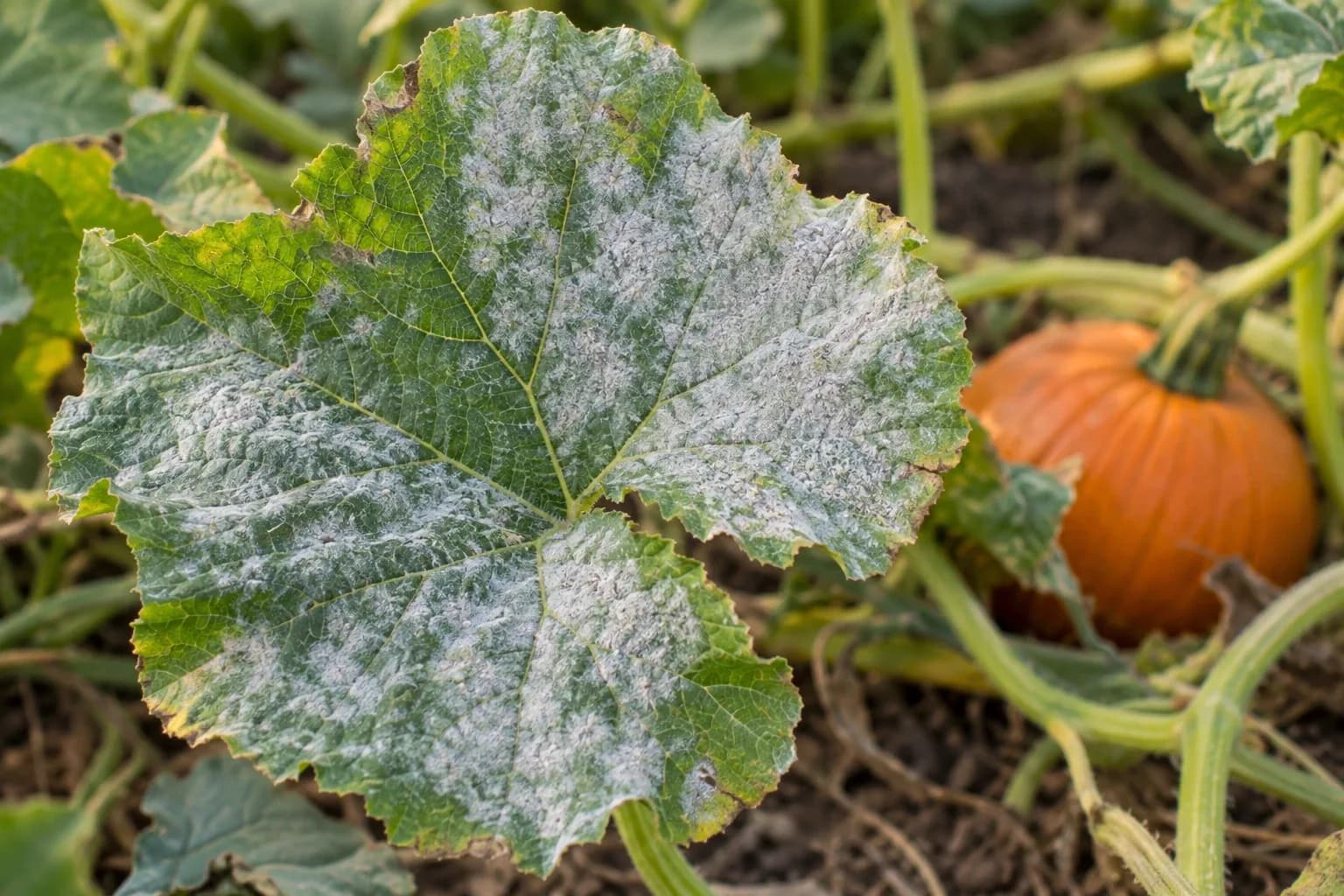 A pumpkin leaf covered in white powdery mildew patches, with an orange pumpkin behind it