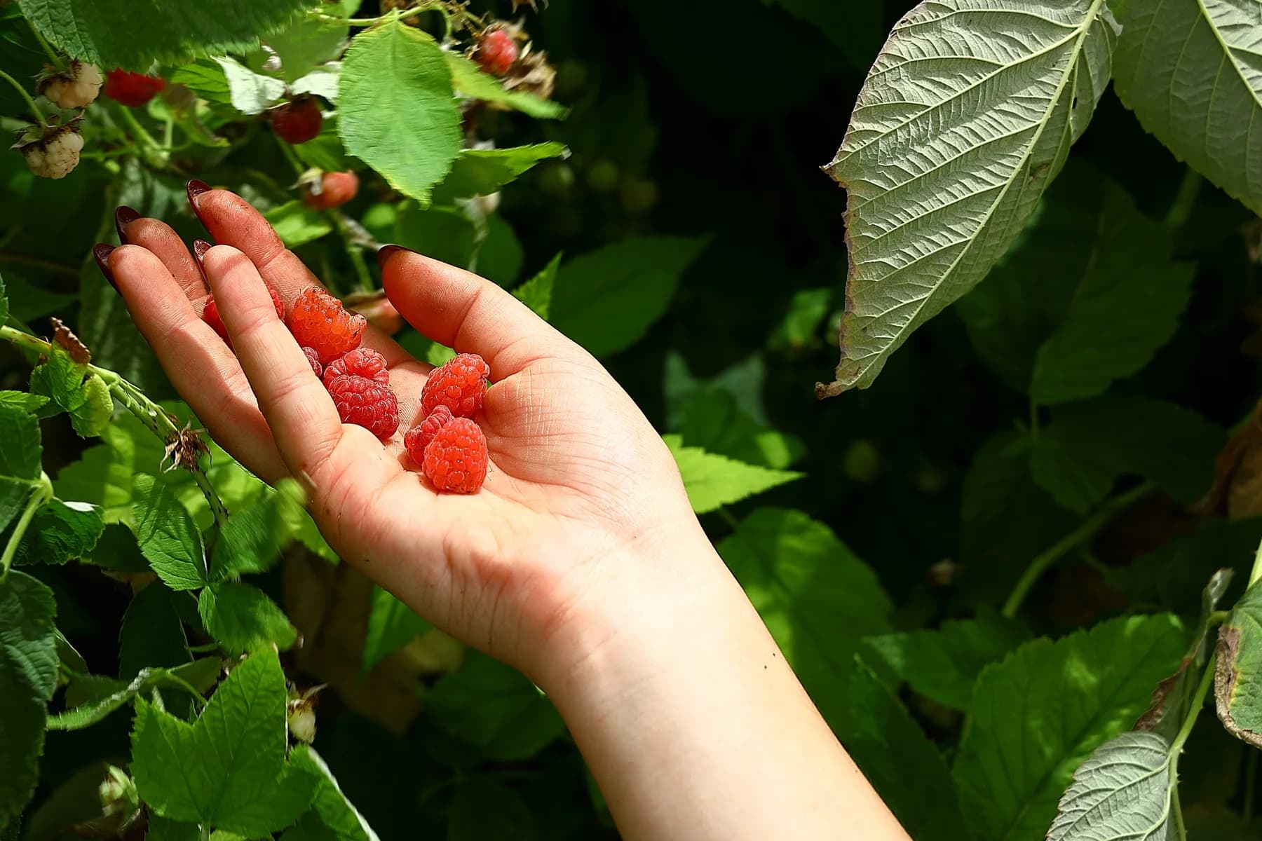 Hand holding freshly picked raspberries beside fruiting canes