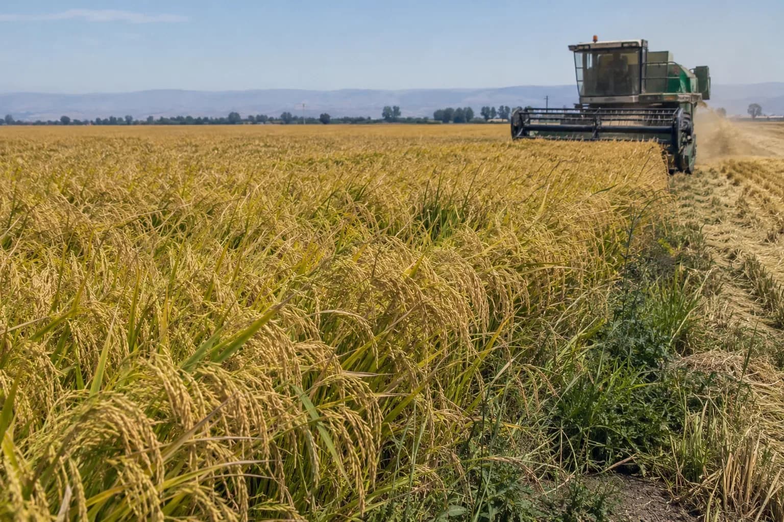A combine harvester cutting mature rice in a field