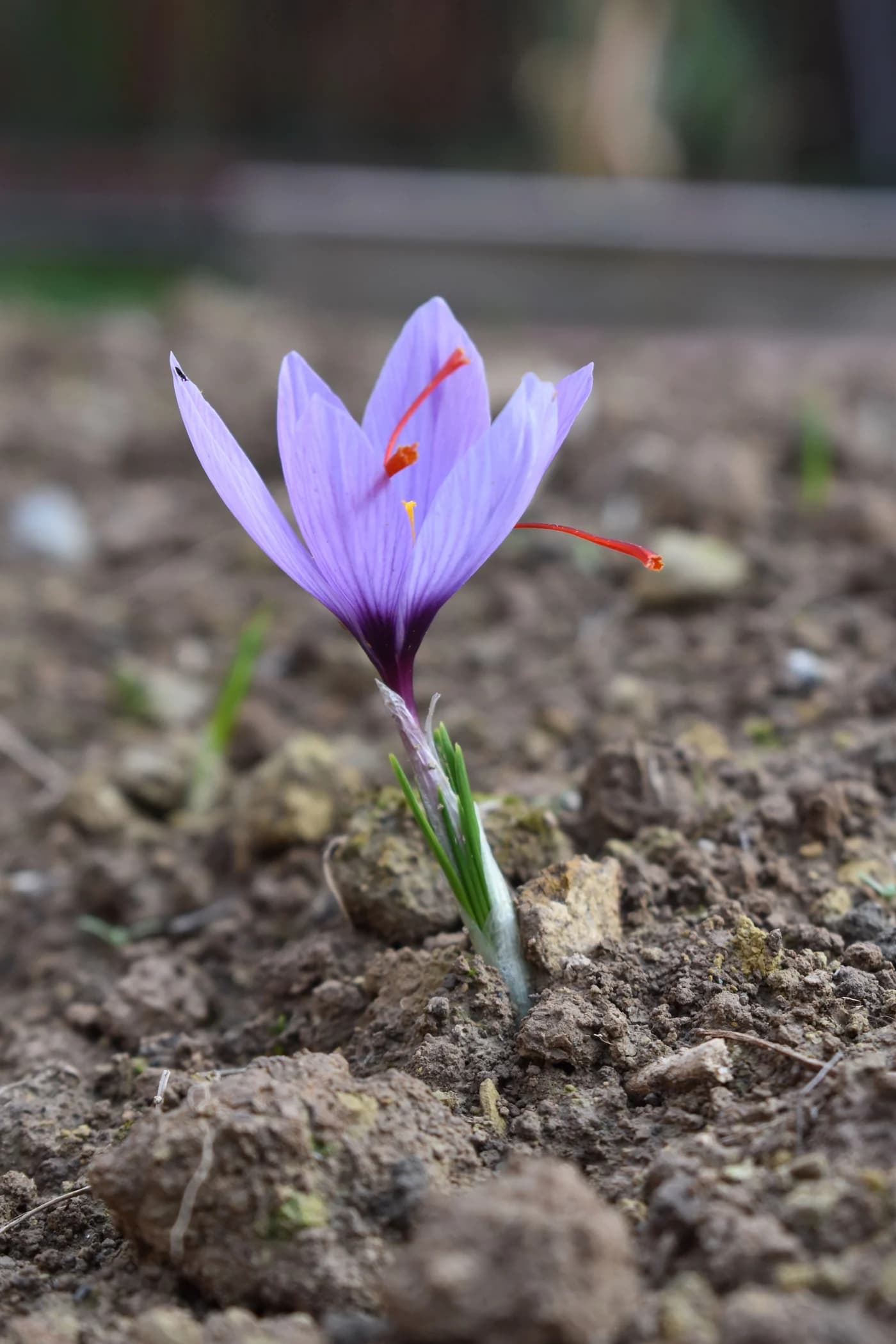 Saffron flower with three long red stigma branches, purple tepals and narrow green leaves emerging from soil