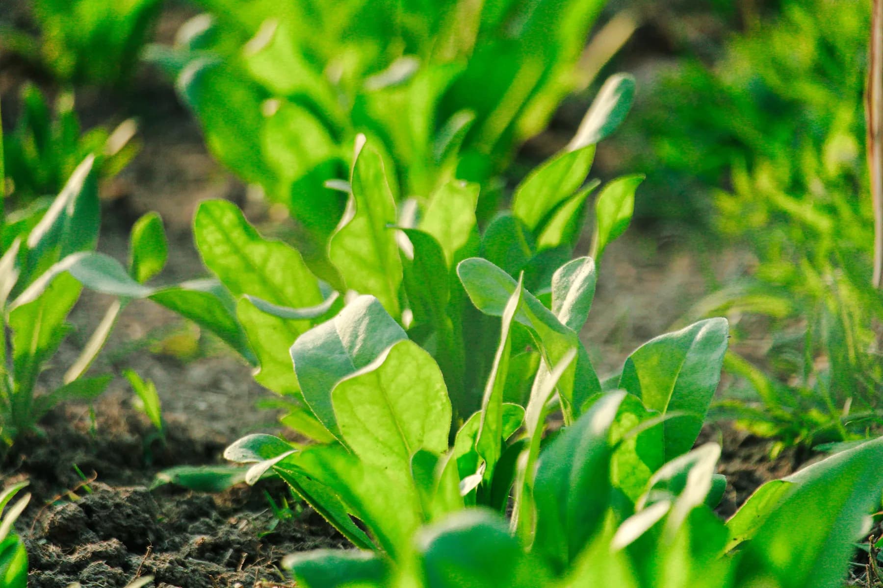 Green spinach leaves growing in soil before the crop bolts