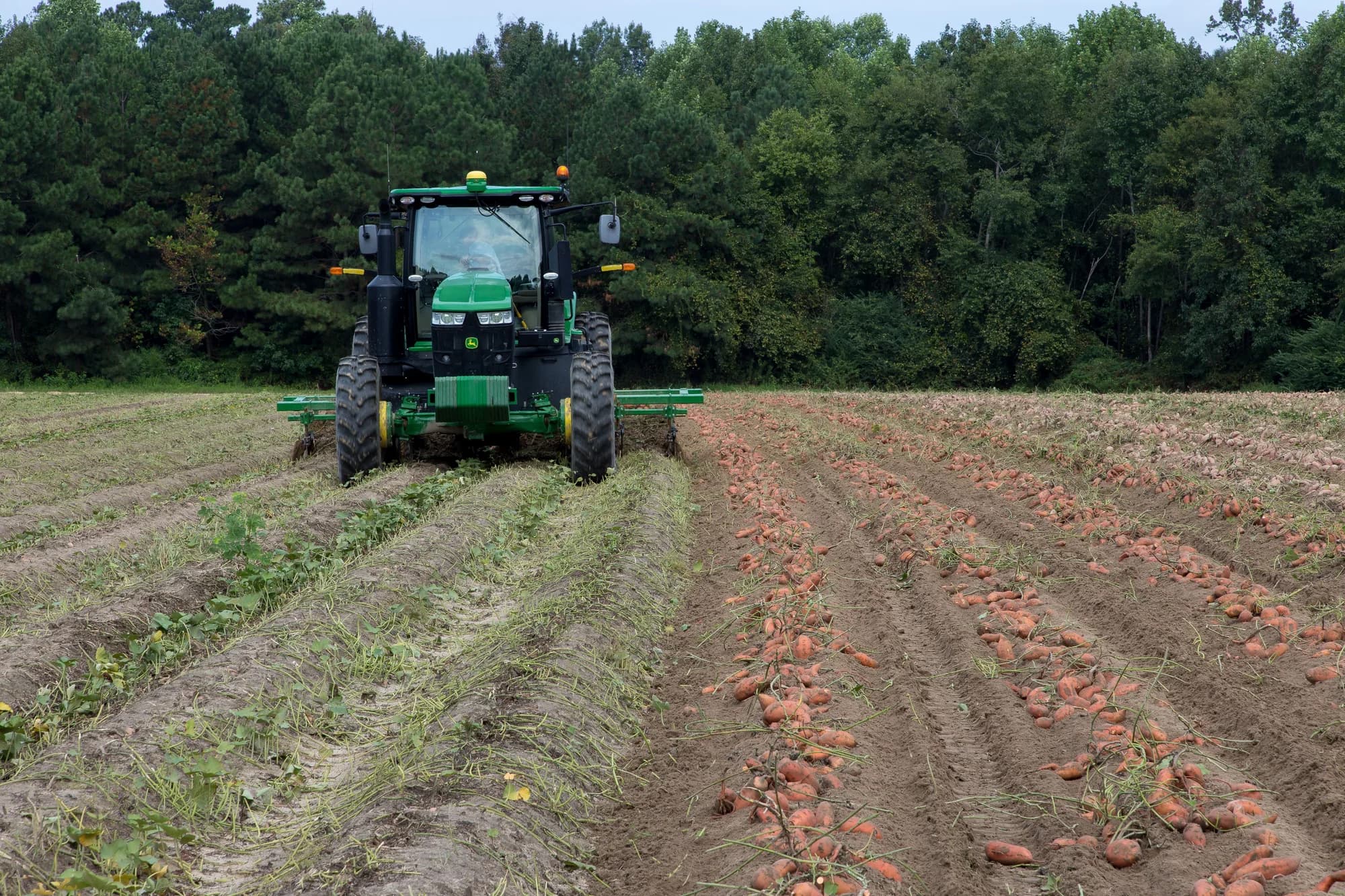 A tractor lifting sweet potatoes during field harvest