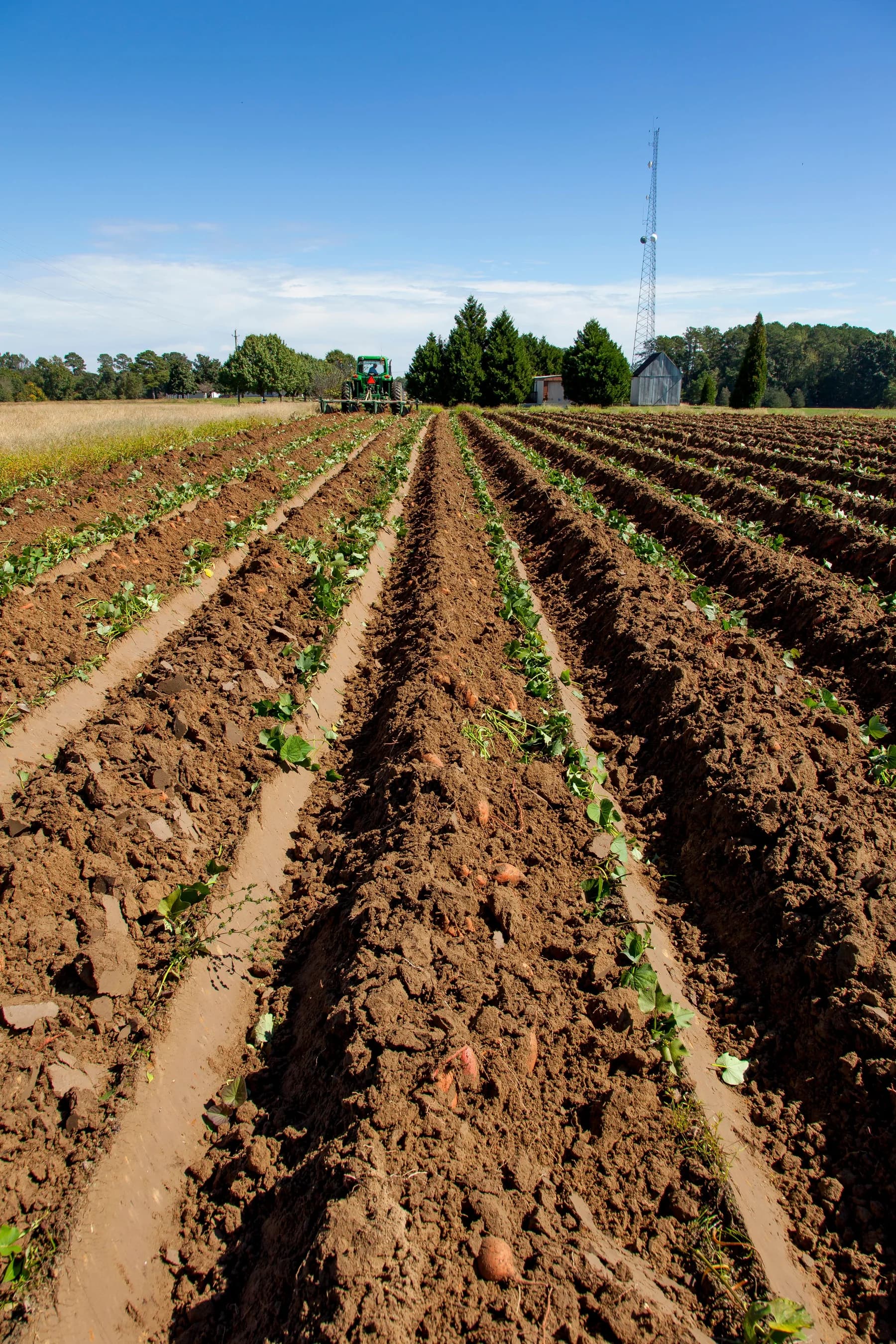 Sweet potato field rows prepared for planting