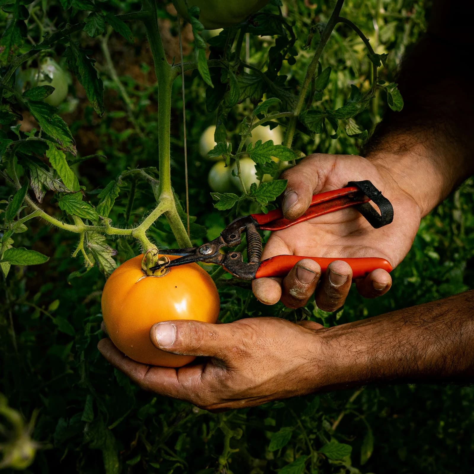 Hands supporting a yellow tomato while pruning shears cut its fruit stalk