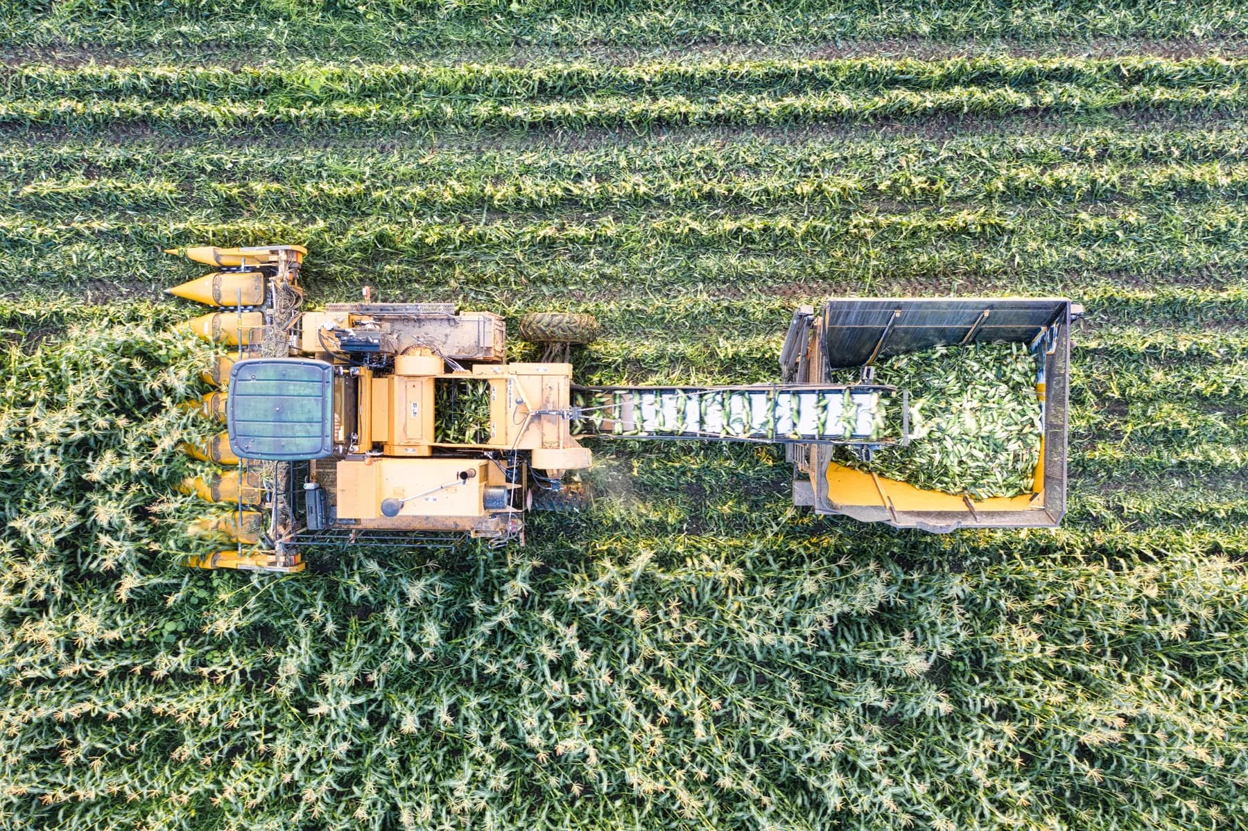 Aerial view of a combine harvesting corn beside a trailer