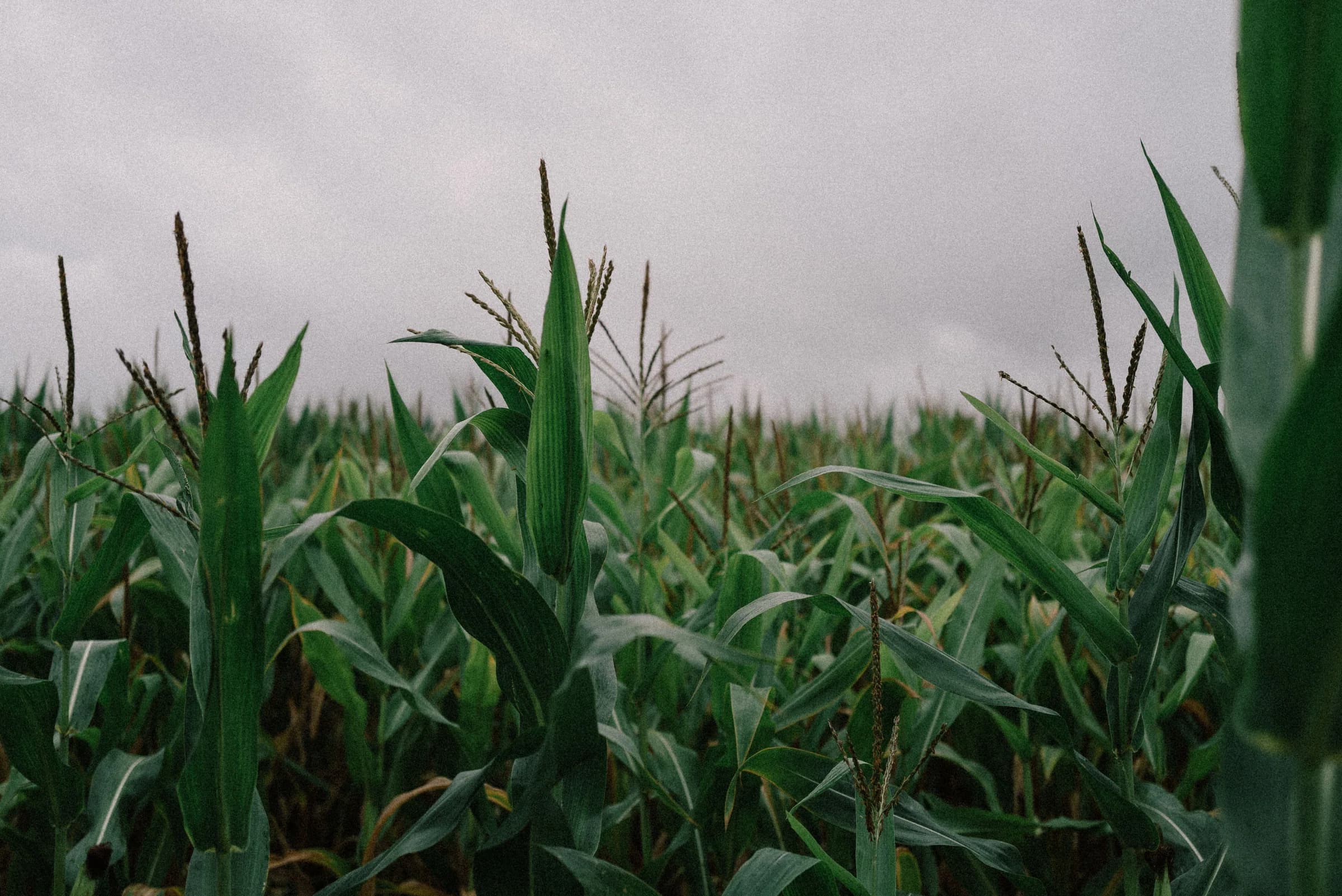 Corn plants growing in a field beneath an overcast sky
