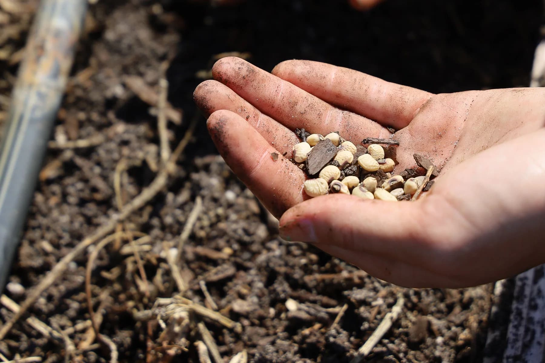 Close-up of maize kernels held above a prepared seedbed before sowing in the Quebec production guide